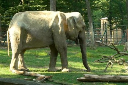the largest and most beautiful zoo in Romania